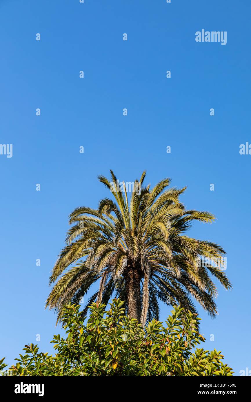 Palme, Sitges, Catalogna, Spagna. Foto Stock