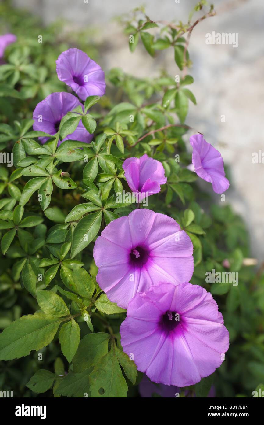 Ipomoea Cairica, Morning Glory o “Cairo Morning Glory” è il nome di una specie di pianta erbacea rampicante i cui fiori fioriscono e muoiono con il ris Foto Stock