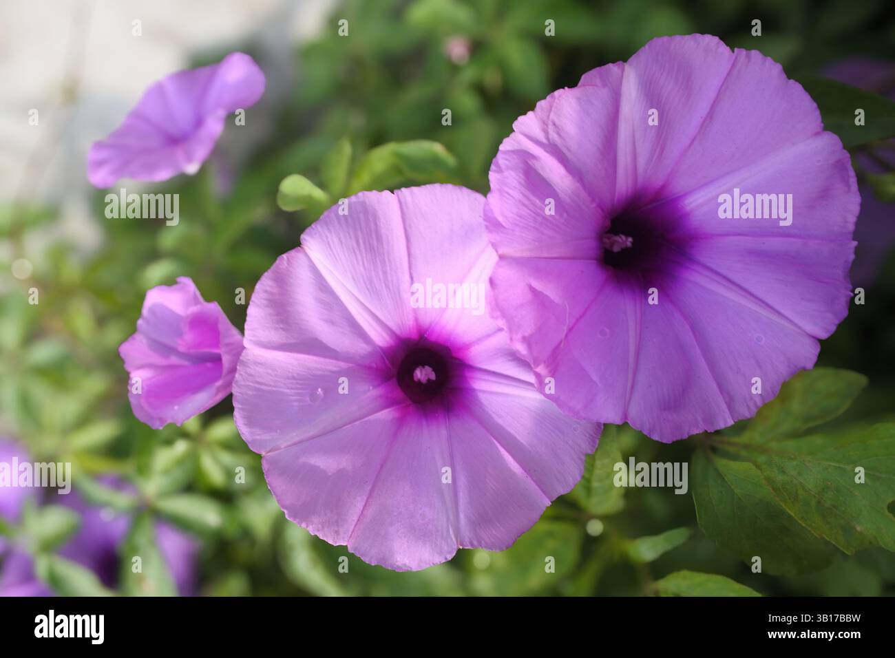 Ipomoea Cairica, Morning Glory o “Cairo Morning Glory” è il nome di una specie di pianta erbacea rampicante i cui fiori fioriscono e muoiono con il ris Foto Stock