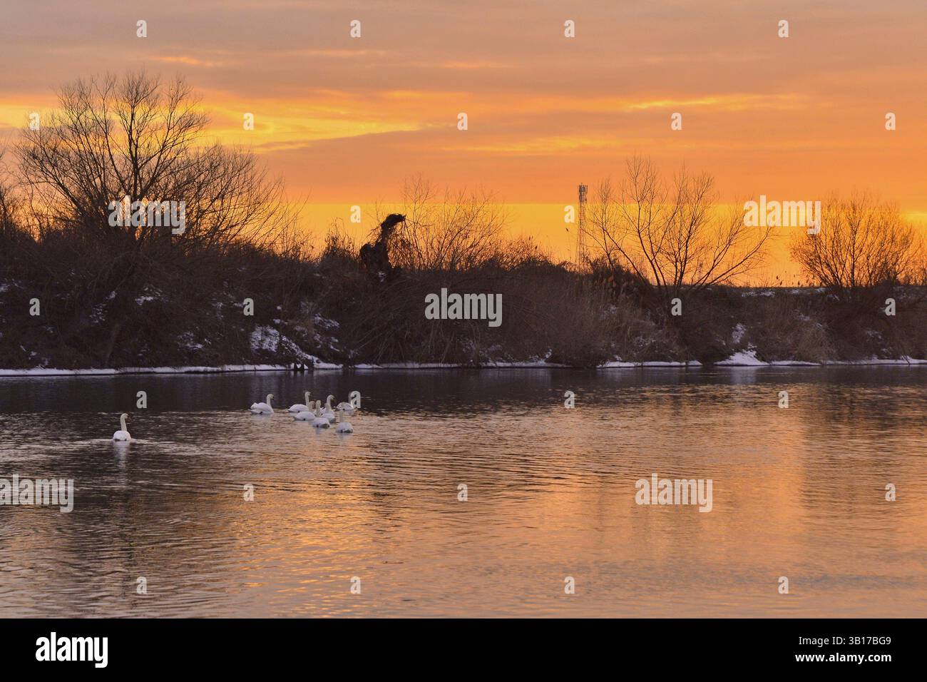 Tramonto sul fiume Mures con colori dorati riflessi sull'acqua Foto Stock