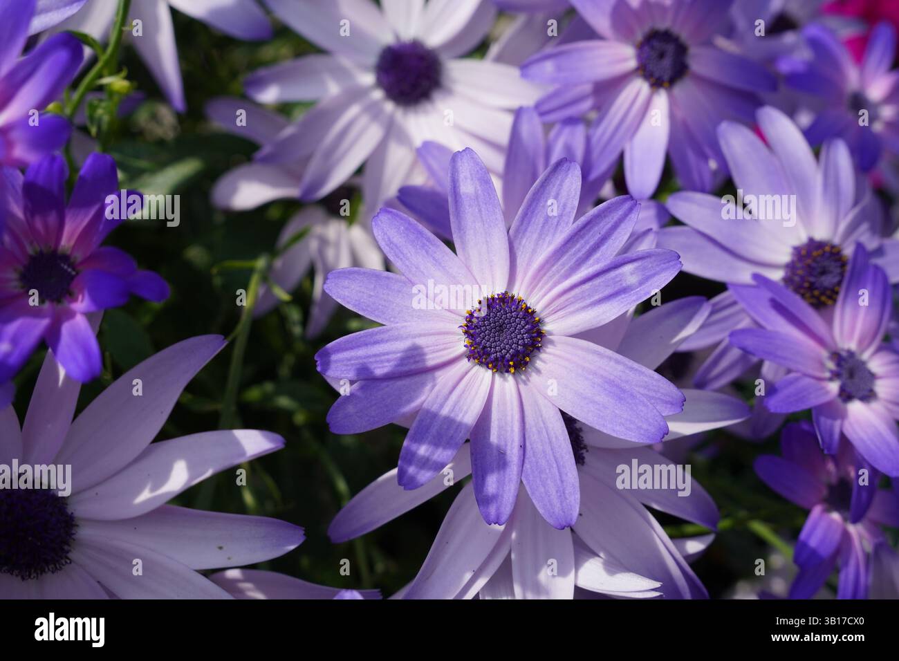 Bellissime margherite africane di colore blu violetto. sfondo floreale a margherita Foto Stock