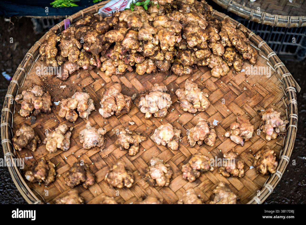 Radice di zenzero fresco mercato di Zegyo Mandalay Myanmar // MANDALAY, Myanmar — la radice di zenzero fresco è esposta per la vendita presso lo stallo di un venditore nel mercato di Zegyo, uno dei principali centri commerciali di Mandalay. Questo rizoma aromatico è un ingrediente essenziale della cucina birmana, ampiamente utilizzato in curry, zuppe, insalate e preparazioni medicinali. Lo zenzero viene generalmente venduto con la pelle intatta, consentendo ai clienti di selezionare i pezzi in base alla freschezza, all'aroma e all'uso previsto. I venditori di prodotti del mercato spesso si riforniscono di zenzero da aziende agricole nelle fertili regioni che circondano Mandalay. Foto Stock