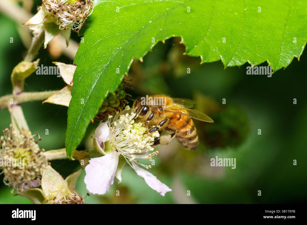 Un'ape raccoglie il polline da un delicato fiore di mora bianca, parzialmente nascosto sotto una foglia verde vibrante. Foto Stock