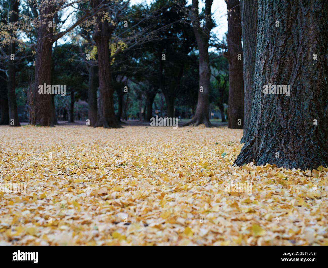 Il Golden Ginkgo lascia il terreno di copertura nella foresta autunnale al Tokyo Urban Park Foto Stock