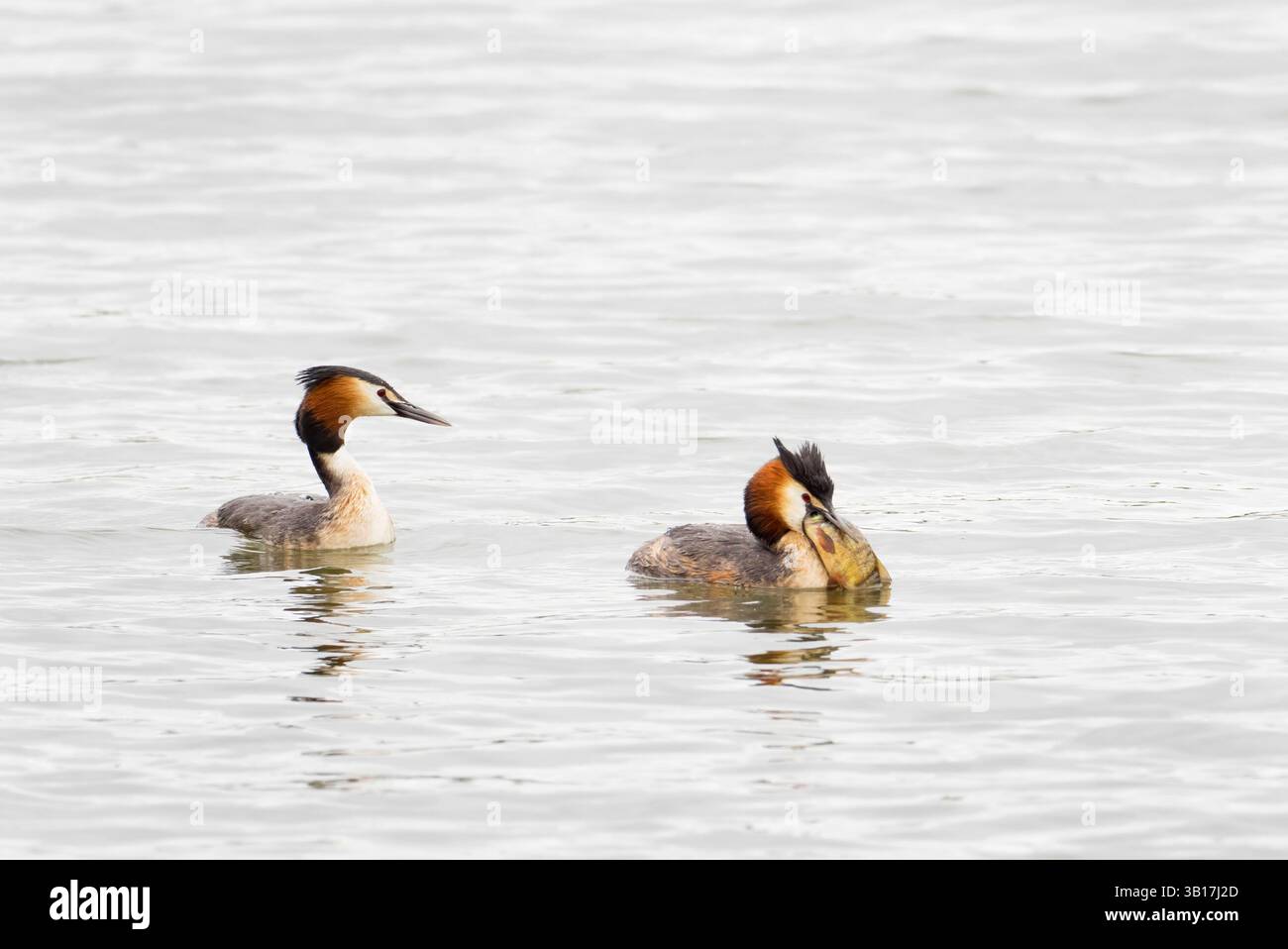 Great Crested Grebe (Podiceps Cristatus) con pesci troppo grandi per essere ingoiati! Foto Stock
