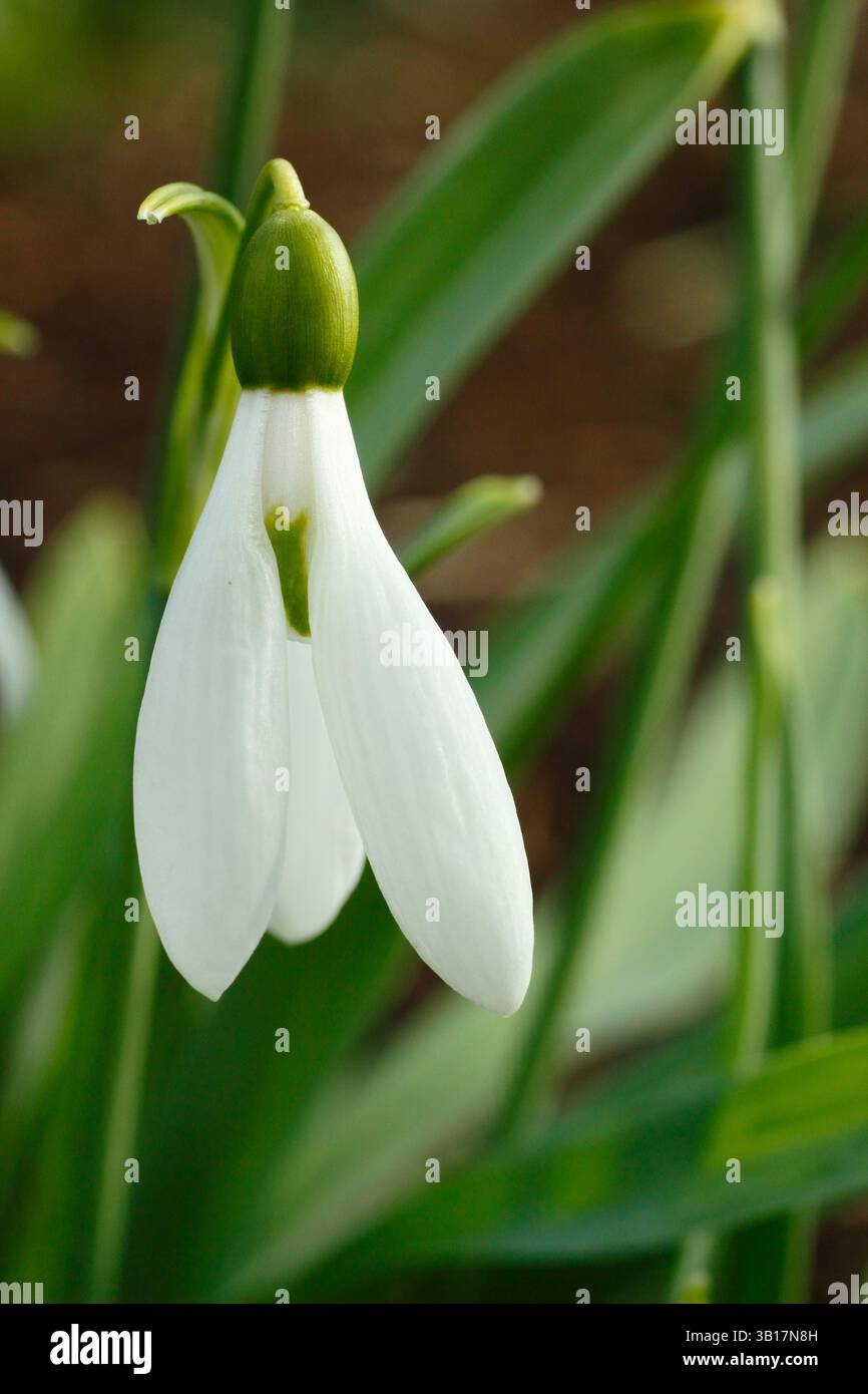 Galanthus elwesii Edith Greater snowdrop, una più grande varietà di snowdrop. REGNO UNITO Foto Stock