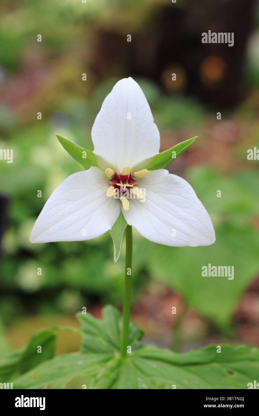 Trillium flexipes in un giardino inglese di boschi. Chiamato anche annuendo wakerobin, Bent trillium, o Drooping trillium. Foto Stock