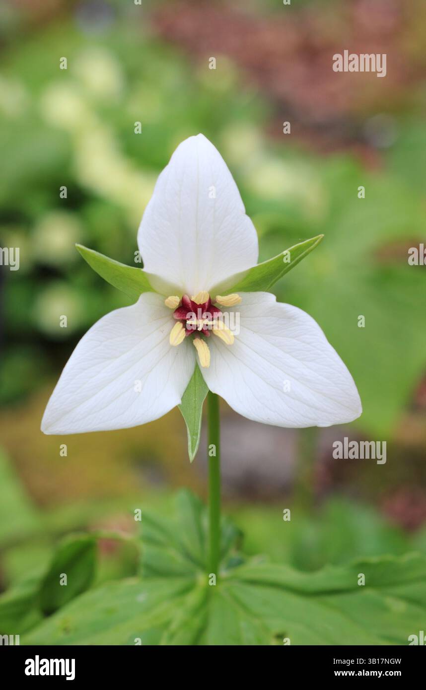 Trillium flexipes in un giardino inglese di boschi. Chiamato anche annuendo wakerobin, Bent trillium, o Drooping trillium. Foto Stock