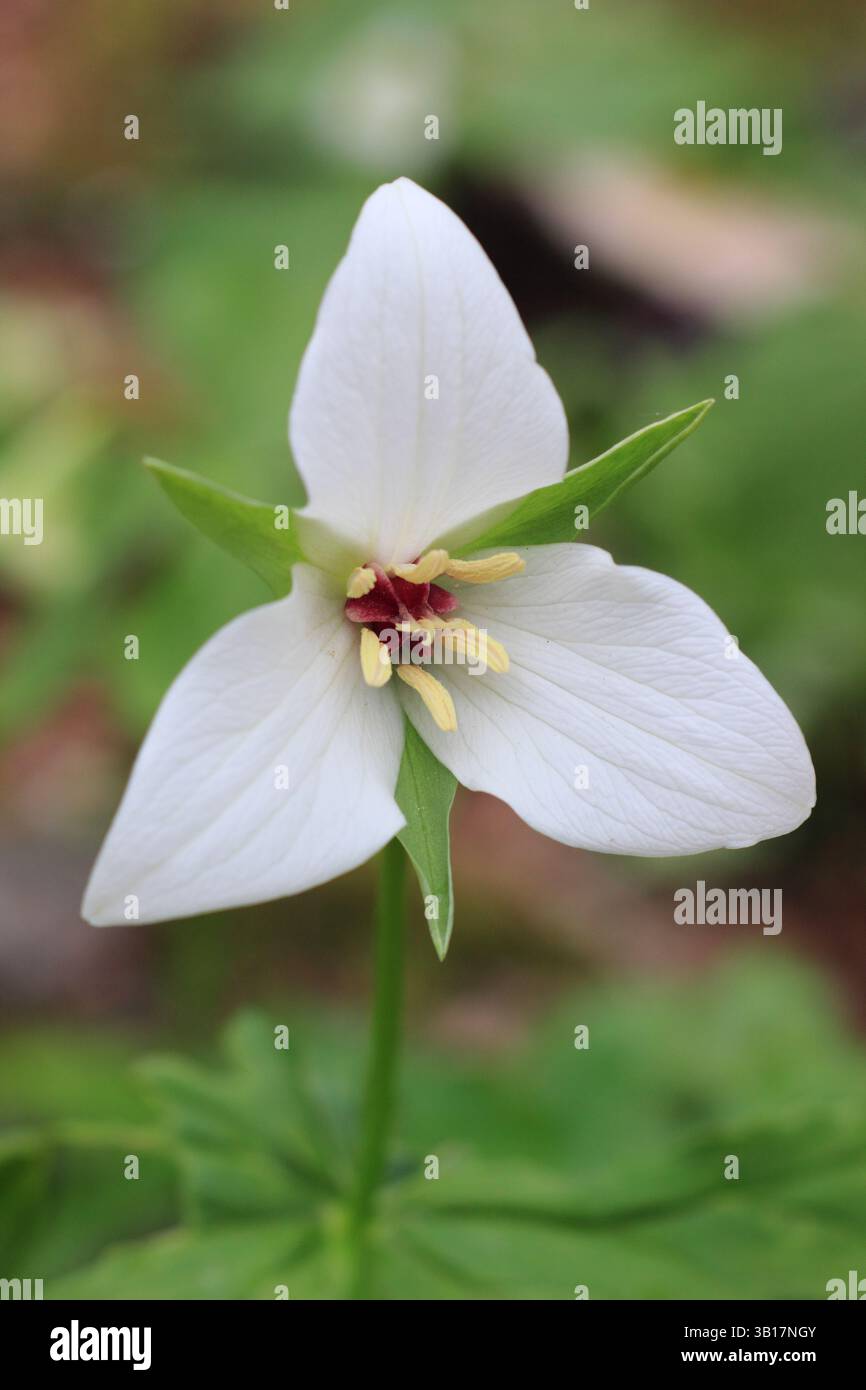 Trillium flexipes in un giardino inglese di boschi. Chiamato anche annuendo wakerobin, Bent trillium, o Drooping trillium. Foto Stock