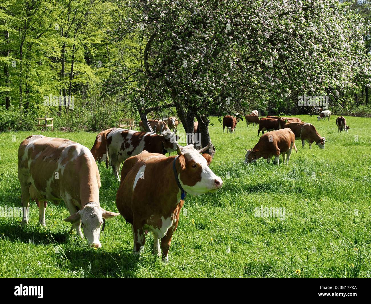 Un gruppo di mucche marroni e bianche pascolano su un lussureggiante prato verde sotto alberi in fiore in primavera. Il fascino tipico della fattoria bavarese vive Foto Stock
