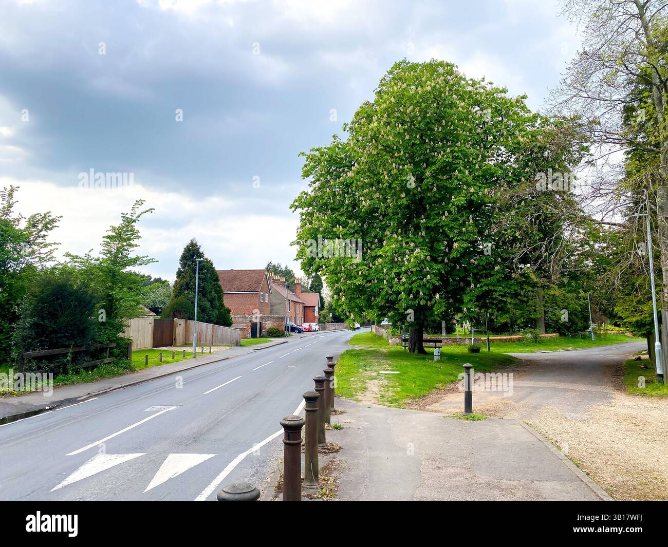 Un ippocastano maturo si trova sul lato di New Lane Hill a Tilehurst, Reading, Regno Unito Foto Stock
