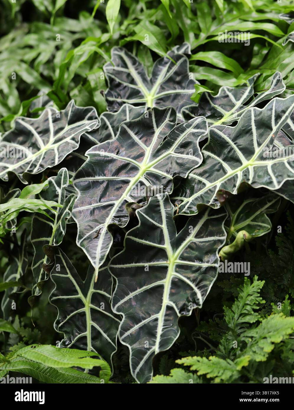 African Mask Plant or Amazonian Elephant Ear, Alocasia x mortfontanensis (syn. Alocasia x amazonica), Araceae. Ibrido asiatico. Alocasia x mortfontanens Foto Stock
