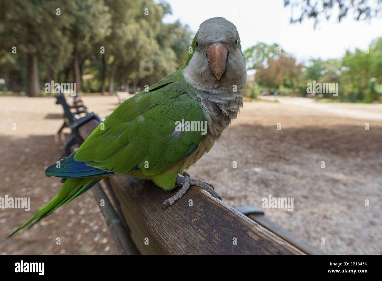 Un parrocchetto monaco (Myiopsitta monachus) o pappagallo quacchero una specie invasiva non originaria dell'italia seduta su una panchina a roma Foto Stock