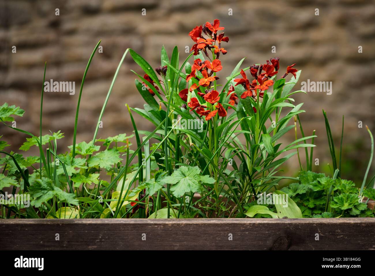 Una fioriera in legno è piena di una varietà di piante, tra cui fiori da parati rossi vivaci, erba cipollina e altre piante verdi, Foto Stock