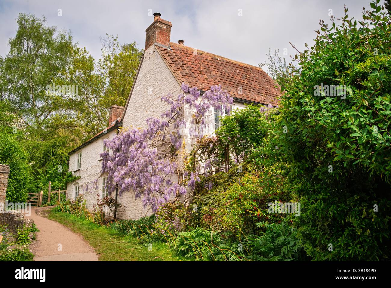 Un affascinante cottage imbiancato e' adornato con glicine a cascata in piena fioritura, creando una scena pittoresca lungo un sentiero di campagna. Foto Stock