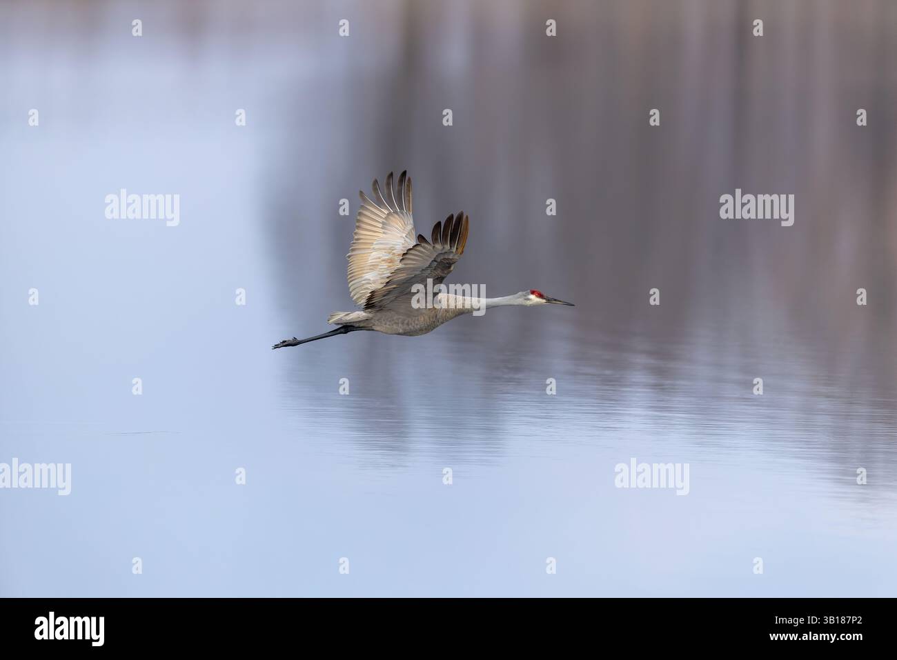 Gru Sandhill che sorvola un lago nella Crex Meadows State Wildlife area nel nord-ovest del Wisconsin. Foto Stock