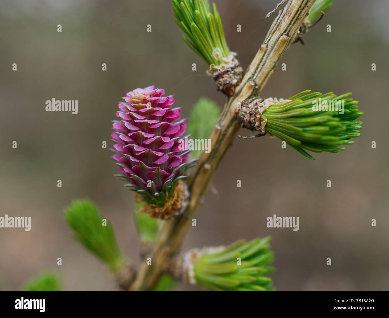 Piccolo cono di pino rosa su un ramo di una conifera (Larix decidua). Gli aghi e il cono crescono di nuovo in primavera Foto Stock