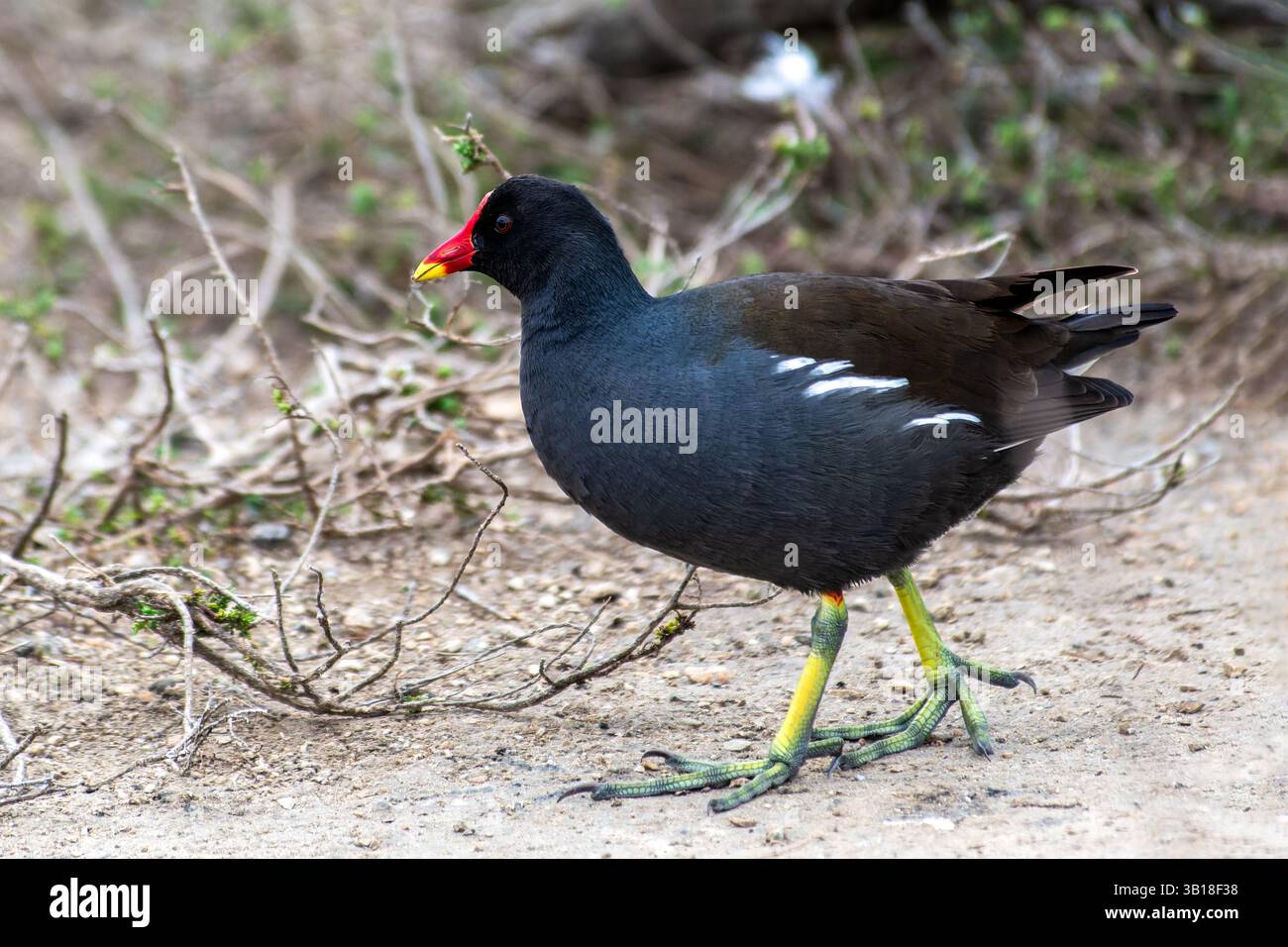 Moorhen, Gallinula chloropus, bird walking, bird on land, water bird, uccelli in natura, uccelli nelle zone umide, uccelli sulla riva, fotografie di fauna selvatica, uccelli on g Foto Stock