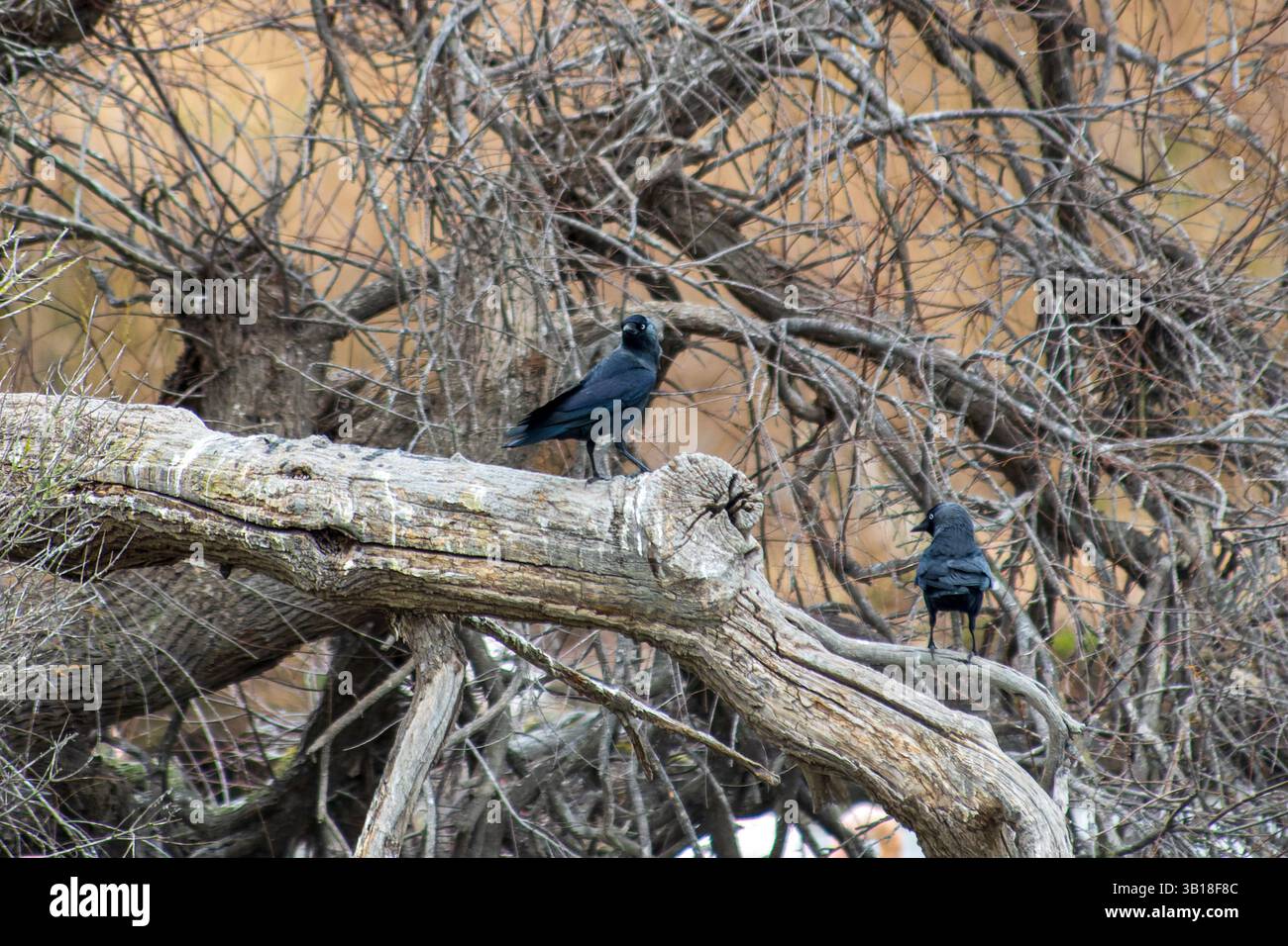Due Corvus monedula (jackdaws) arroccati su un ramo d'albero, osservando i loro dintorni in un ambiente naturale all'aperto. Foto Stock