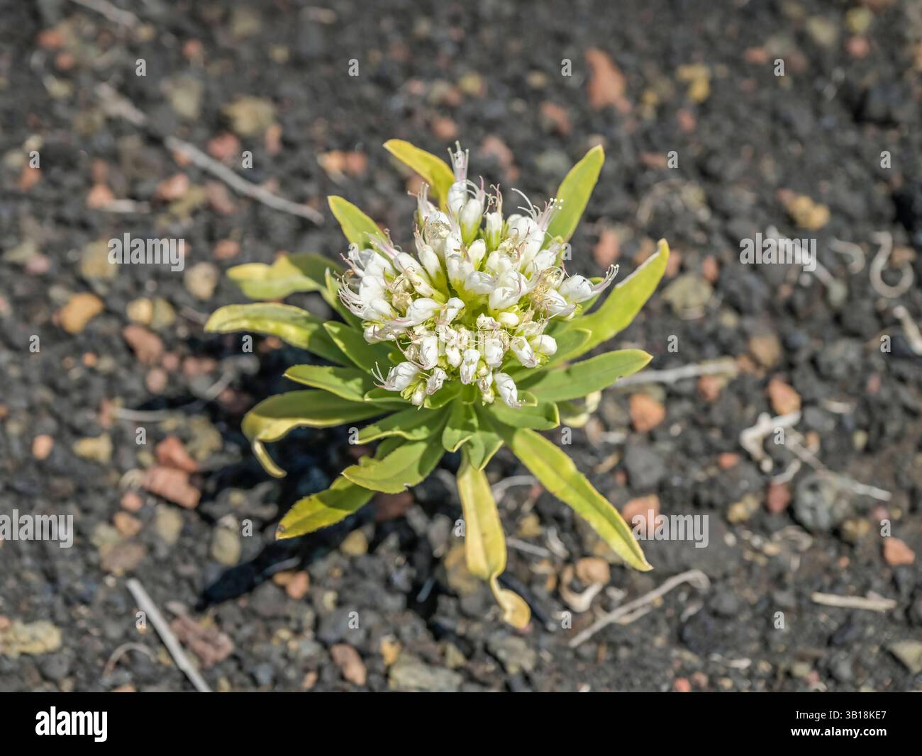 Blüte Natternkopf Echium brevirame im Lavafeld, Vulkan Teneguia, Fuencaliente, la Palma, Spanien *** Vipere fiorite bugloss Echium brevirame in un campo di lava, vulcano Teneguia, Fuencaliente, la Palma, Spagna Foto Stock