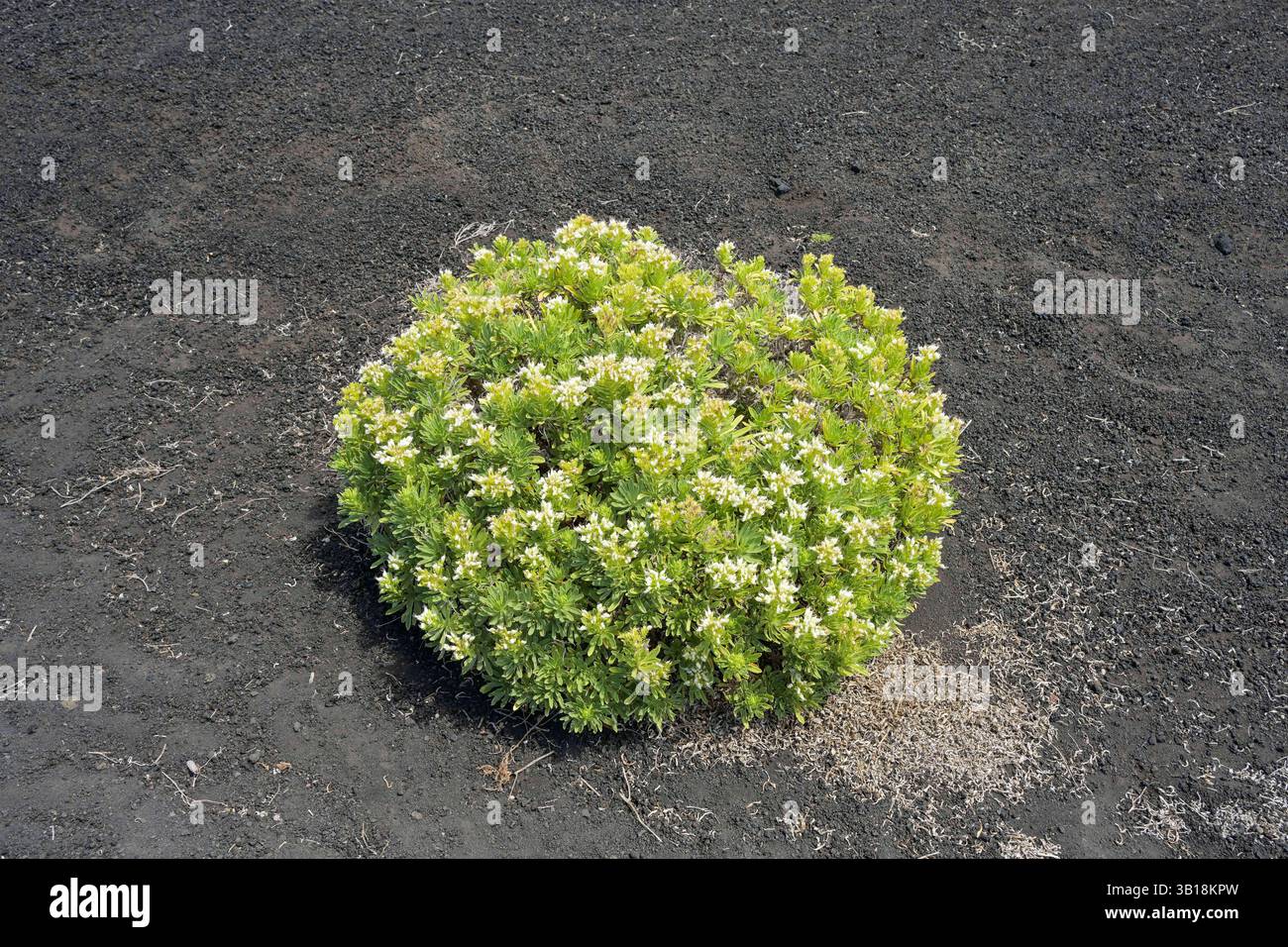 Blüte Natternkopf Echium brevirame im Lavafeld, Vulkan Teneguia, Fuencaliente, la Palma, Spanien *** Vipere fiorite bugloss Echium brevirame in un campo di lava, vulcano Teneguia, Fuencaliente, la Palma, Spagna Foto Stock