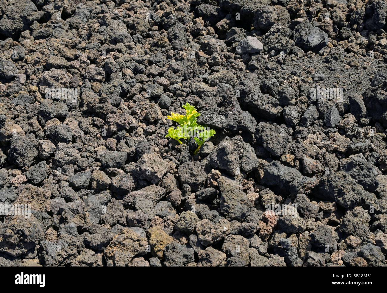 Einsame Pflanze kämpft sich hoch im Lavafeld, Vulkan Teneguia, Fuencaliente, la Palma, Spanien *** impianto solitario che si fa strada lungo il campo lavico, vulcano Teneguia, Fuencaliente, la Palma, Spagna Foto Stock