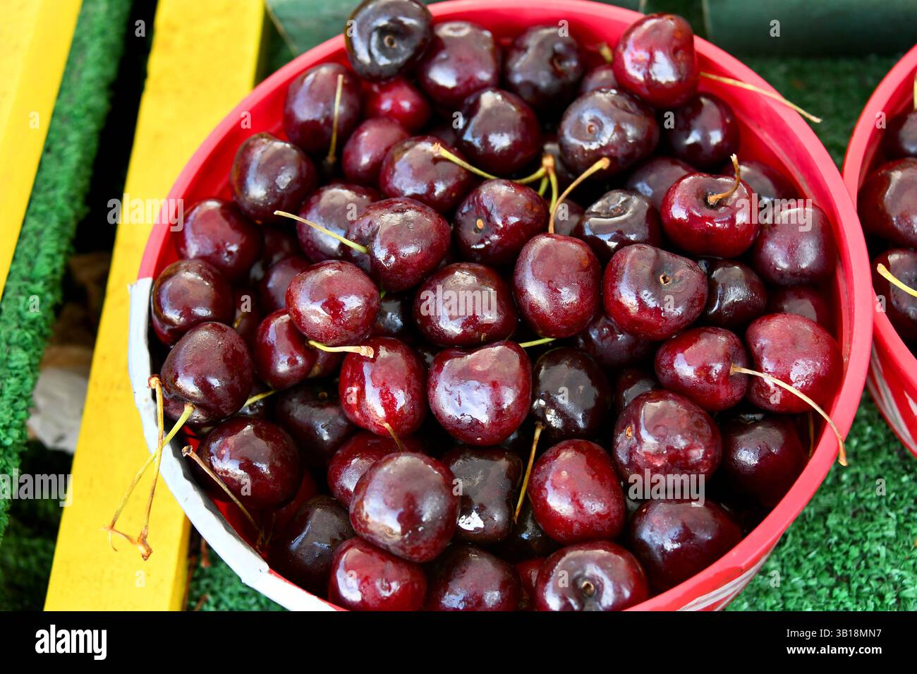 Il secchio contiene ciliegie nere fresche in vendita. Il secchio è rosso e si trova su un tavolo per tappeti erbosi astro verde. Foto Stock