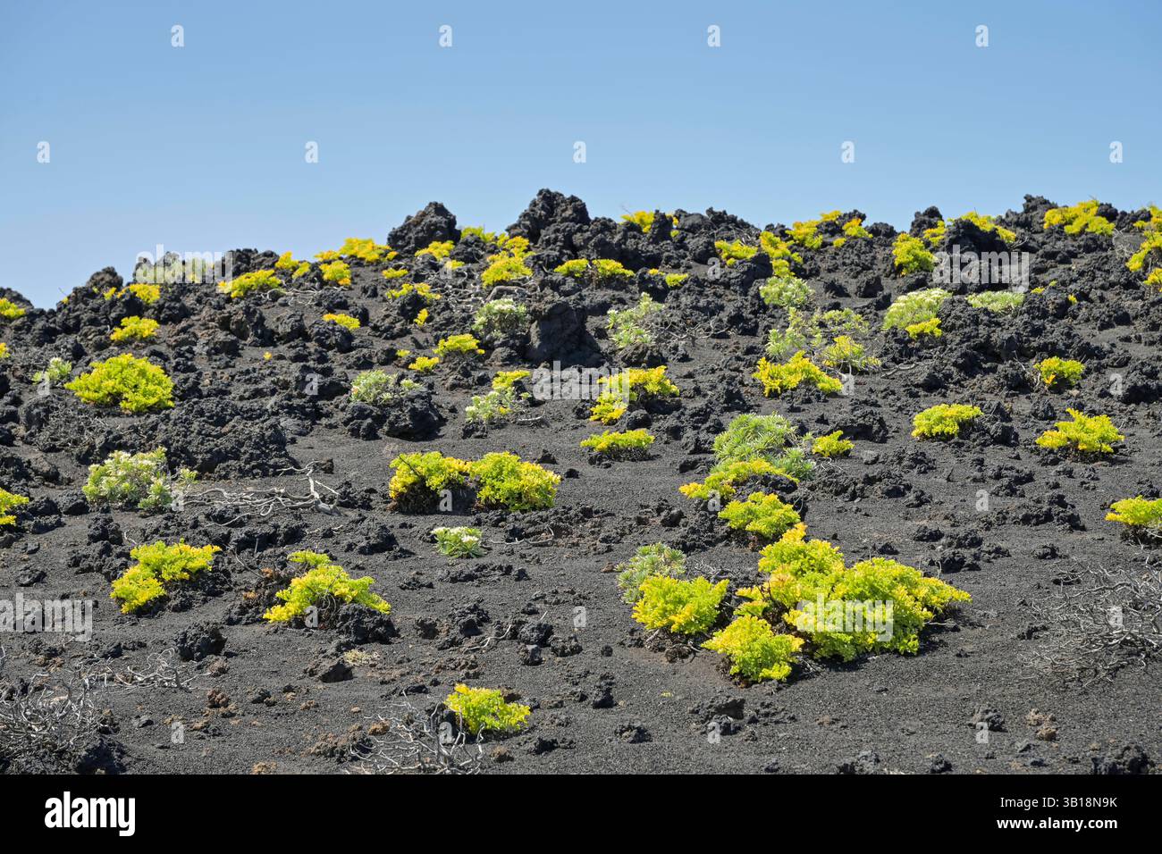 Pflanze im Lavafeld, Vulkan Teneguia, Fuencaliente, la Palma, Spanien *** impianto in campo lavico, vulcano Teneguia, Fuencaliente, la Palma, Spagna Foto Stock