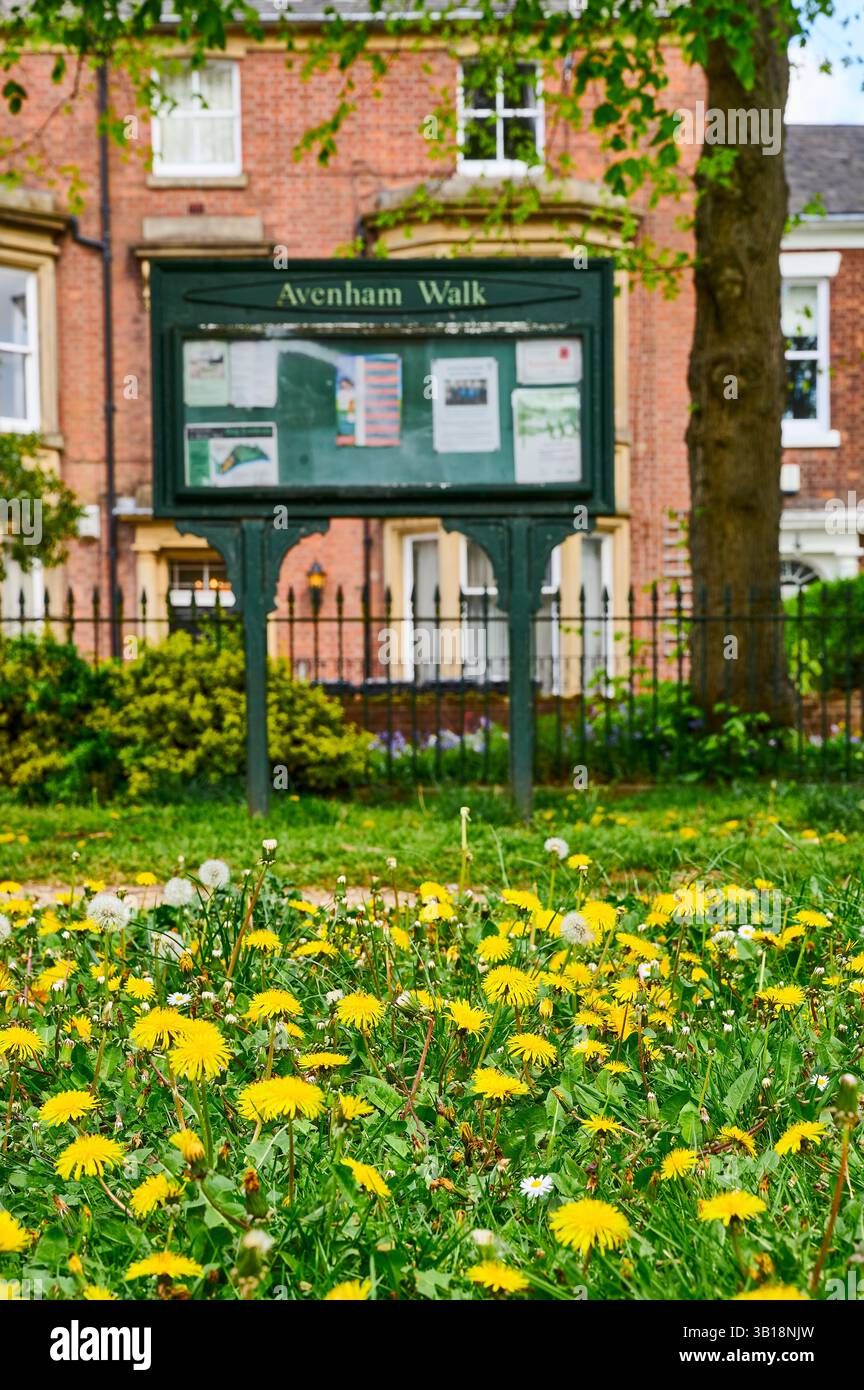 Daisies e dandelions che crescono su Avenham Walk sulla strada per Avenham Park, Preston, Regno Unito Foto Stock Daisies e dandelions che crescono su Avenham Walk sulla strada per Avenham Park, Preston, Regno Unito Foto Stock