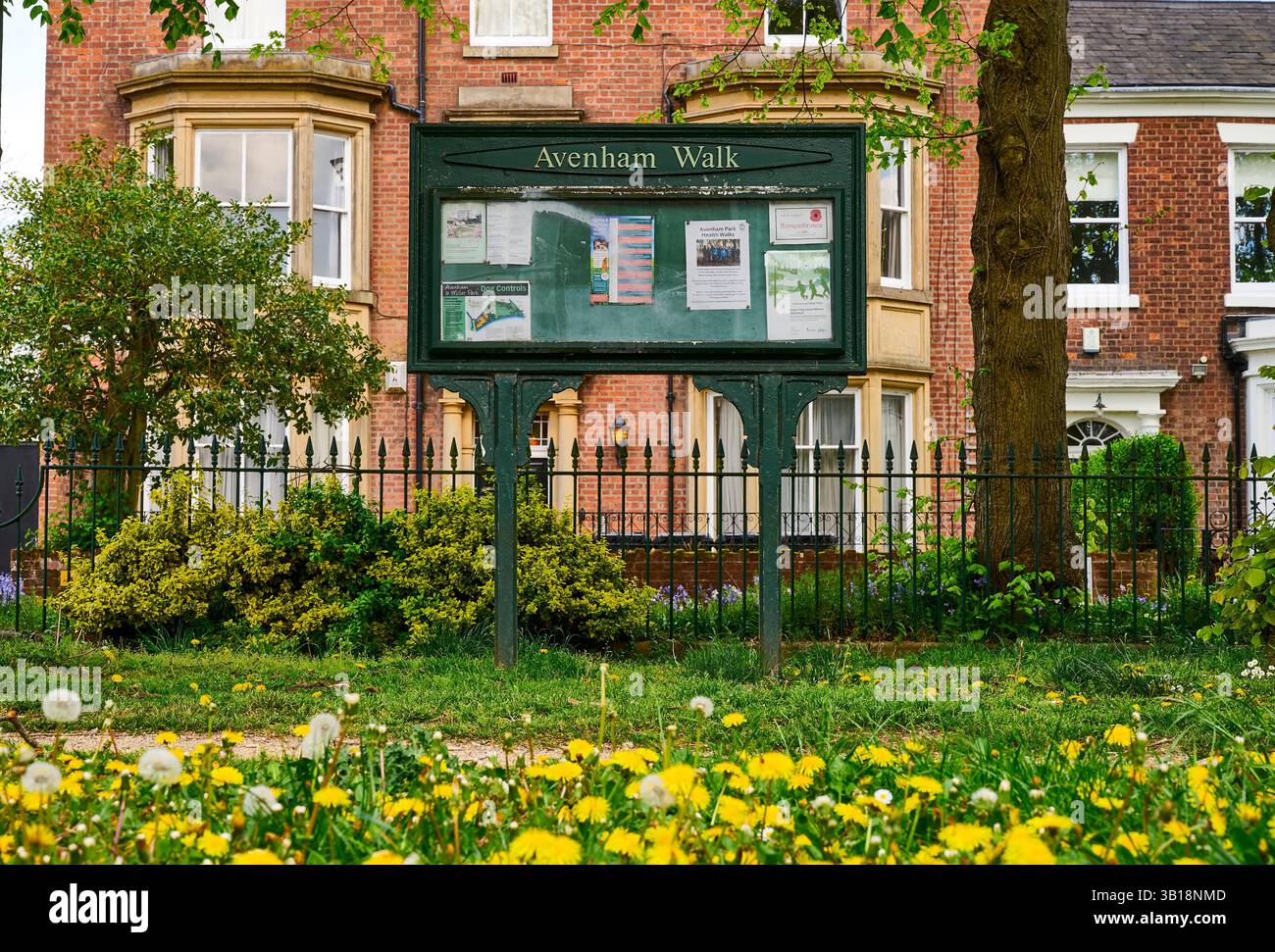 Daisies e dandelions che crescono su Avenham Walk sulla strada per Avenham Park, Preston, Regno Unito Foto Stock Daisies e dandelions che crescono su Avenham Walk sulla strada per Avenham Park, Preston, Regno Unito Foto Stock