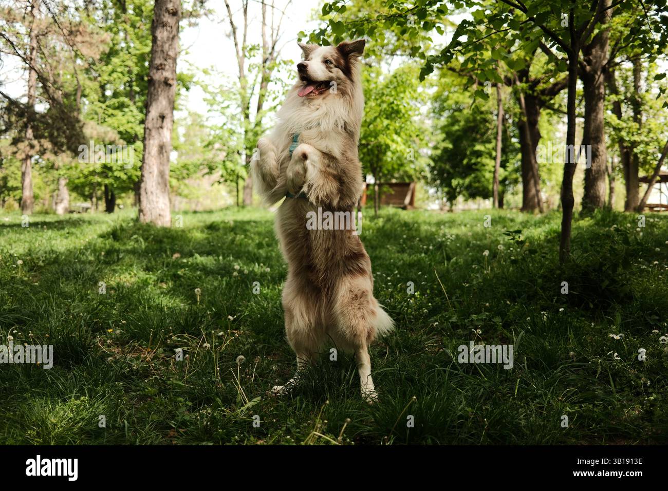 Un allegro merle Border Collie rosso si erge sulle sue gambe posteriori in un parco soleggiato, eseguendo un divertente trucco circondato da una vegetazione lussureggiante. Buon lavoro intelligente Foto Stock