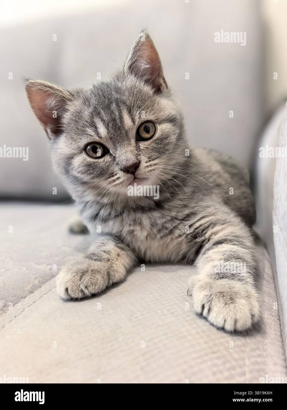 Incantevole gattino che si rilassa su un comodo divano. Realizzato su smartphone. Foto Stock