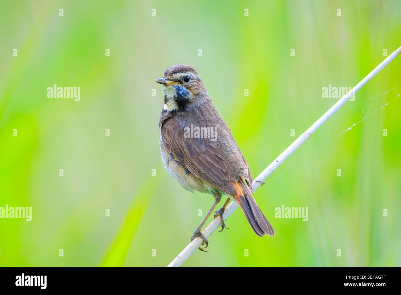 Un uccello dalla gola blu Luscinia svecica cyanecula che canta durante la stagione riproduttiva in primavera Foto Stock