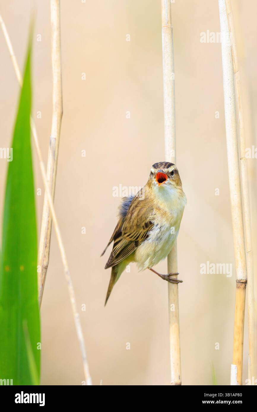 Primo piano di una Sedge Trillo bird, Acrocephalus schoenobaenus, cantando per attirare una femmina durante la stagione riproduttiva in primavera Foto Stock