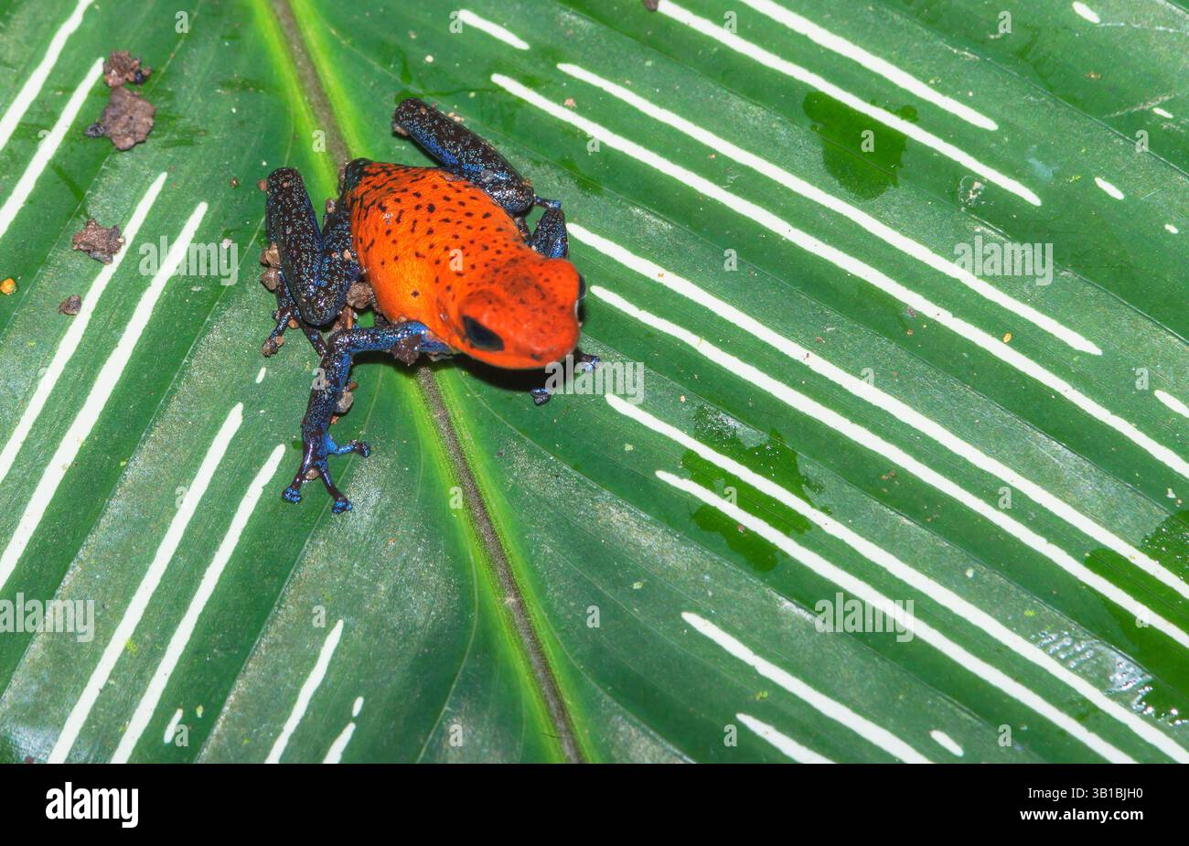 Jeans blu rana dart (Dendrobates pumilio) su una foglia, Costa Rica Foto Stock