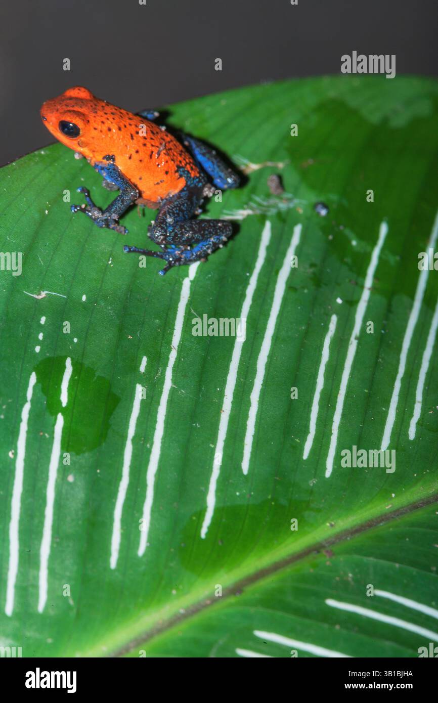 Jeans blu rana dart (Dendrobates pumilio) su una foglia, Costa Rica Foto Stock