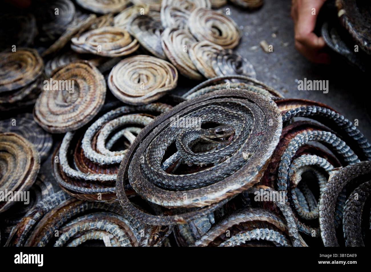 11 ottobre 2009 - Guangzhou, Guandong, Cina - Snake essiccati al mercato di Qingping. Nella medicina tradizionale cinese la carne di serpente è considerata buona per la visione e la colonna vertebrale inferiore. (Immagine di credito: Â© Alex Thomas/zReportage.com/ZUMA) Foto Stock