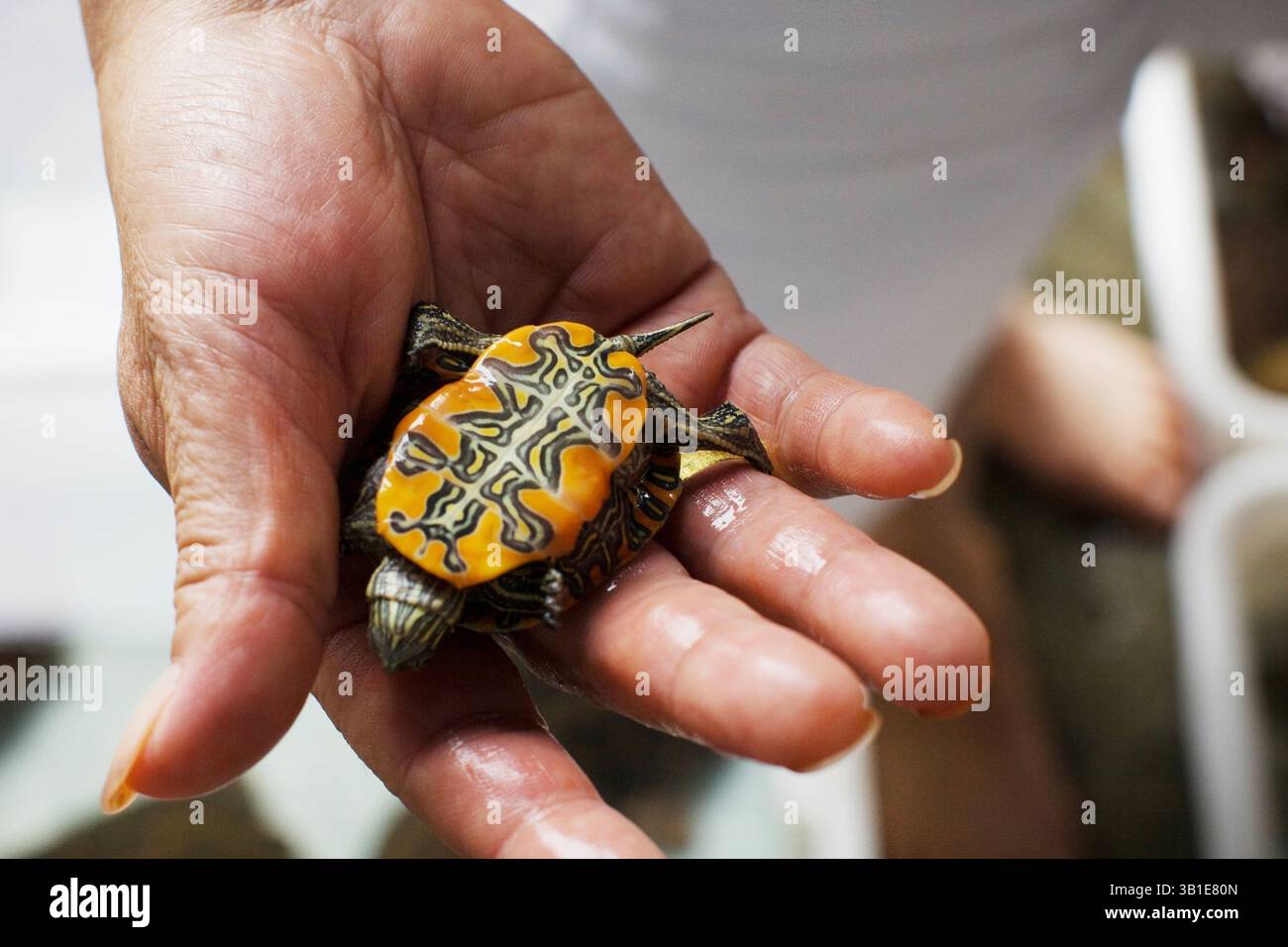 24 ottobre 2009 - Guangzhou, Cina - i clienti ispezionano la tartaruga dipinta occidentale in via di estinzione al mercato di Qingping. Allevare illegalmente tartarughe minacciate per ottenere un guadagno commerciale, tuttavia ci sono 600 milioni di tartarughe che occupano aziende agricole in tutta la Cina. (Immagine di credito: © Alex Thomas/zReportage.com/ZUMA) Foto Stock