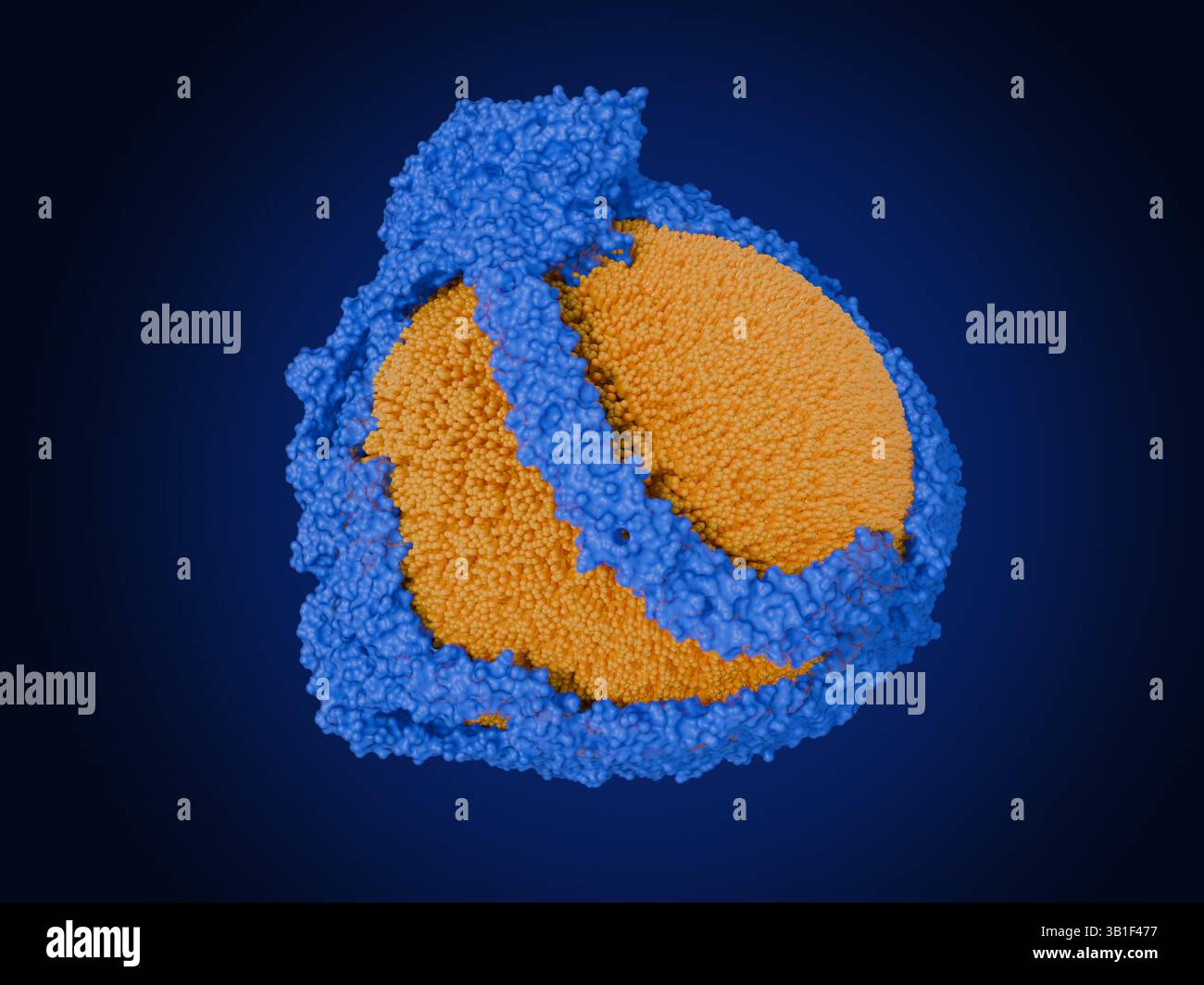 Illustrazione di una molecola di lipoproteina a bassa densità (LDL) o colesterolo "cattivo". È costituito da un nucleo di molecole di colesterolo esterificato circondato da un guscio di colesterolo non esterificato e fosfolipidi (arancio). La struttura complessa include proteine portanti note come proteine APO-B (blu), che aiutano il trasporto nel sangue. Quando ci sono alti livelli di colesterolo LDL nel sangue si accumula ai lati dei vasi sanguigni induriendoli, una condizione chiamata aterosclerosi. Ciò restringe i vasi sanguigni e può bloccarli. Foto Stock