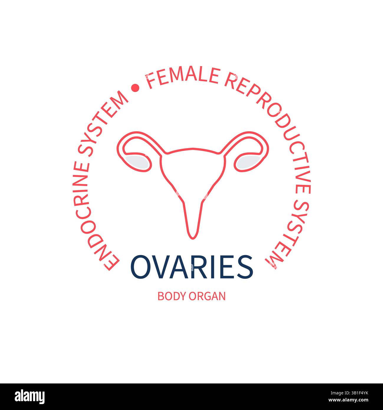 Sistema riproduttivo femminile, illustrazione concettuale. Foto Stock