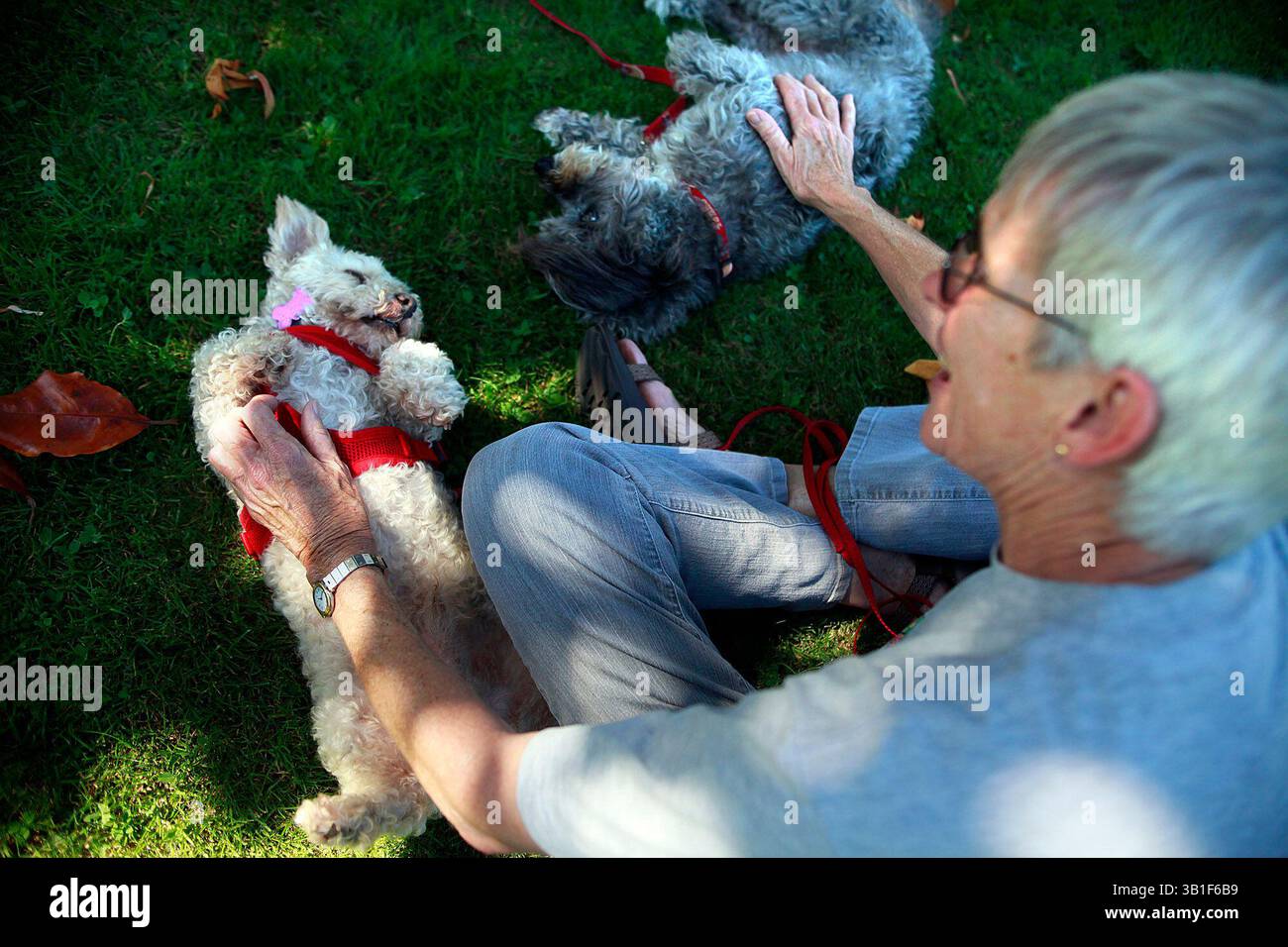 25 settembre 2010 - Carmel, CA, Stati Uniti - Cindy Ewing Pets Remy, Left, a Poodle mix, accanto a Max, un mix di Poodle terrier come membri dell'Animal Friends Rescue Project ha portato gatti e cani all'Hacienda Carmel a Carmel, California, sabato 25 settembre 2010. Max era un amico in passato. (Immagine di credito: © Monterey Herald/ZUMApress.com) Foto Stock