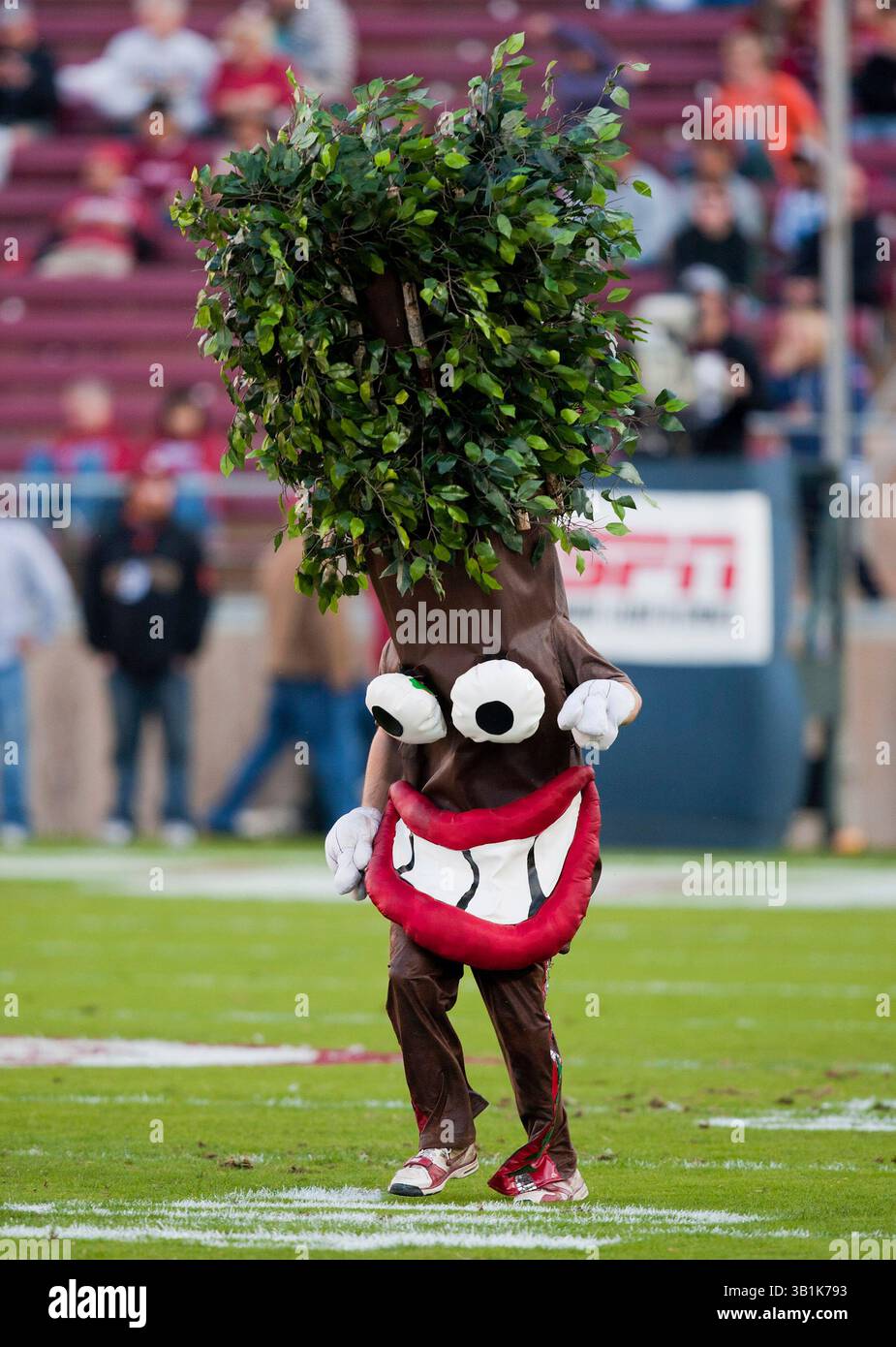 6 novembre 2010: Il nuovo albero di Stanford prima della partita di football NCAA tra gli Stanford Cardinal e gli Arizona Wildcats allo Stanford Stadium di Palo alto, CA. Stanford sconfisse Arizona 42-17. Â© Damon Tarver/Cal Sport Media(immagine di credito: © Damon Tarver/Cal Sport Media/ZUMApress.com) Foto Stock