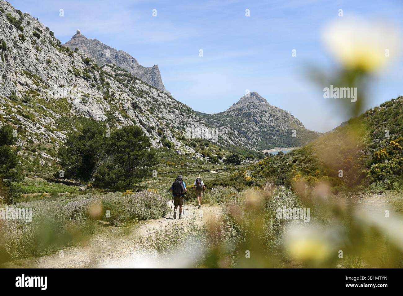 Gli escursionisti passano davanti ai fiori bianchi, dietro di loro il bacino idrico di Embalse de Cuber, i Monti Tramuntana, Maiorca, Maiorca, le Isole Baleari, isole Baleari, Spai Foto Stock