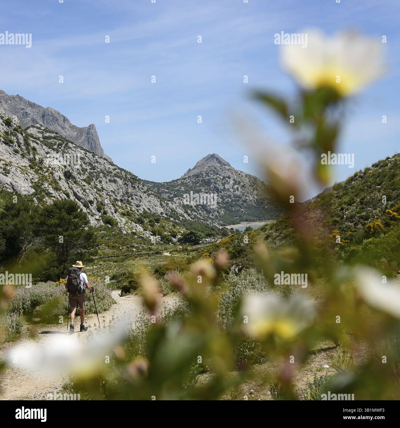 L'escursionista passa per i fiori bianchi, dietro il bacino idrico di Embalse de Cuber, i Monti Tramuntana, Maiorca, Maiorca, le Isole Baleari, isole Baleari, Spagna, e Foto Stock