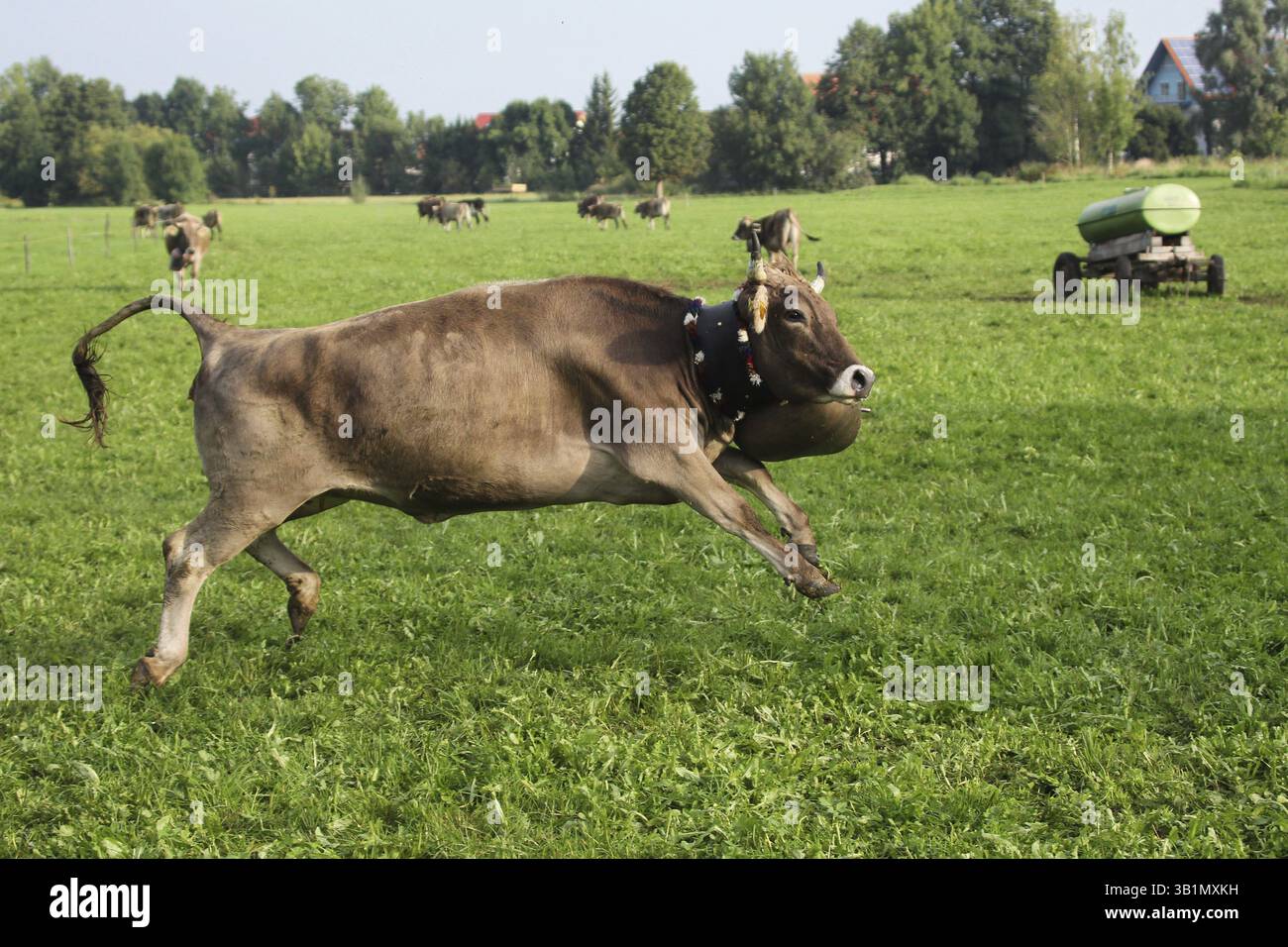 Mucca con campana pesante che corre sul prato in salti da buck, Allgaeu, Baviera, Germania, Allgaeu, Baviera, Germania, Europa Foto Stock