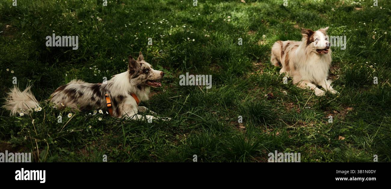 Due merle Border Collies si trovano sull'erba in una tranquilla radura forestale, circondati da fiori selvatici e alberi alti. Una primavera calma e soleggiata momen Foto Stock