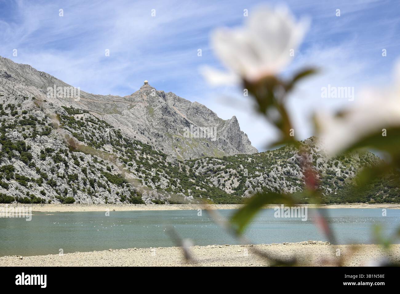 Fiore bianco nel bacino idrico di Embalse de Cuber, Monti Tramuntana, Maiorca, Maiorca, Isole Baleari, isole Baleari, Spagna, Europa Foto Stock