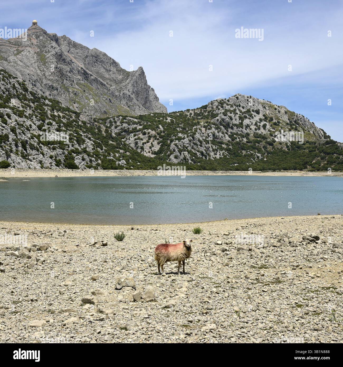 Pecore nel bacino idrico di Embalse de Cuber, Monti Tramuntana, Maiorca, Maiorca, Isole Baleari, isole Baleari, Spagna, Europa Foto Stock