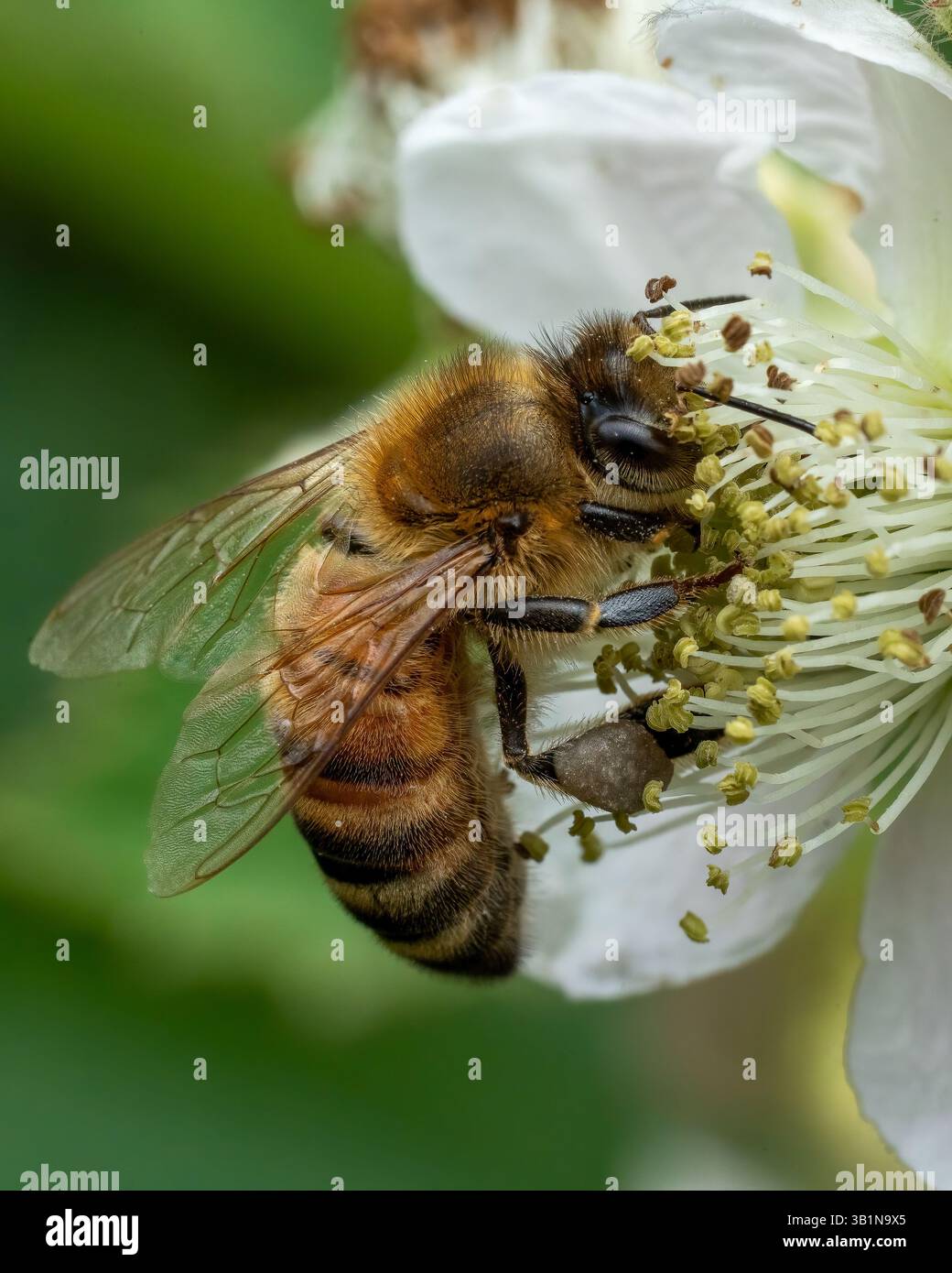 Un'ape raccoglie il polline da un fiore di mora bianca in primo piano, mostrando l'intricato lavoro dell'insetto nell'impollinazione. Foto Stock