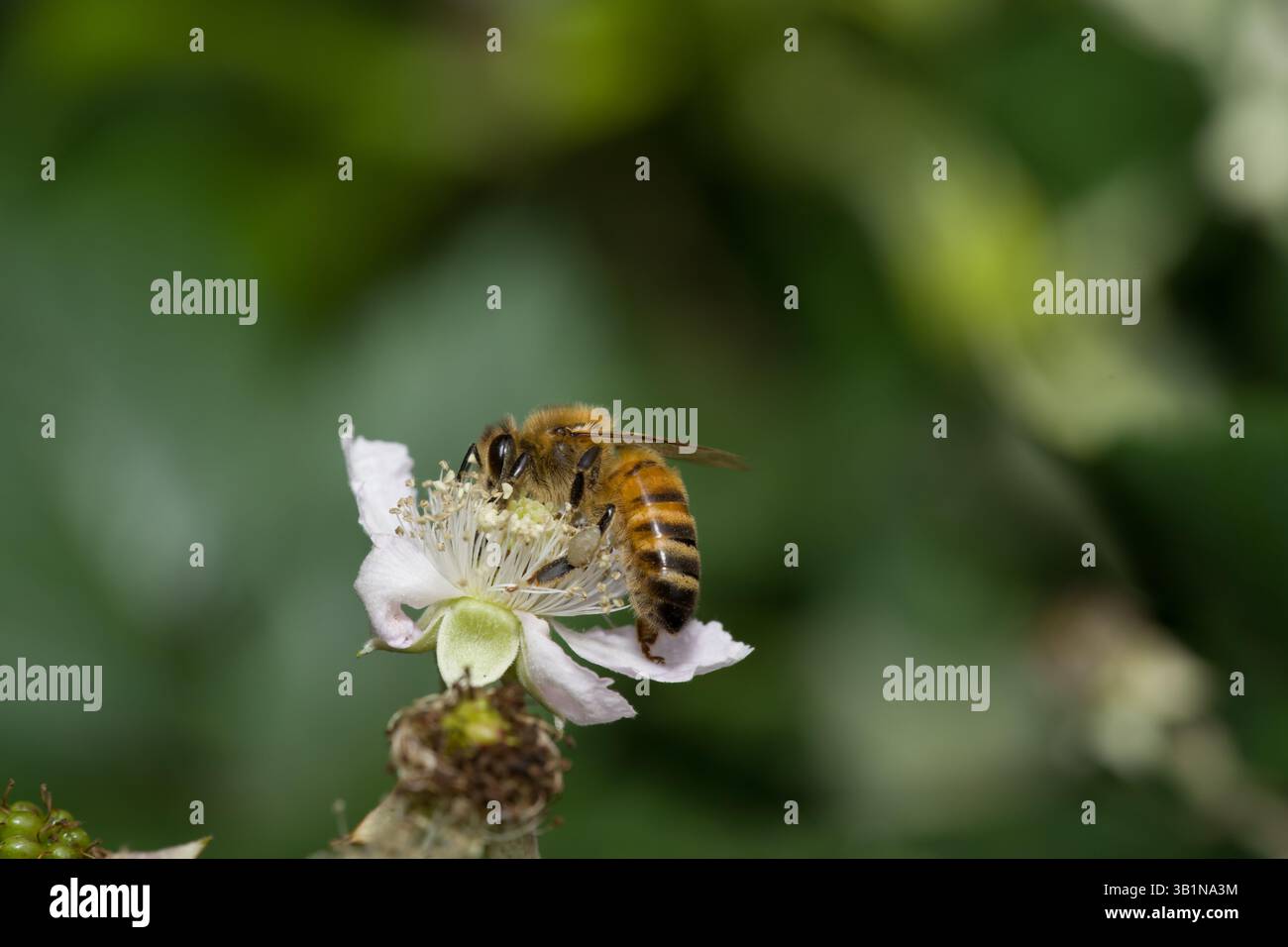 Un'ape raccoglie il polline da un delicato fiore di mora bianca, il suo corpo sfocato spolverato di grani dorati su un morbido sfondo verde. Foto Stock